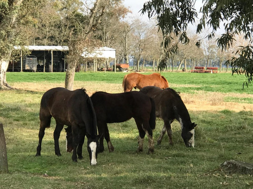 Venta 550 Hectareas Cañuelas Campo Mixto Ideal Ganadero U$s 6500 X Has.