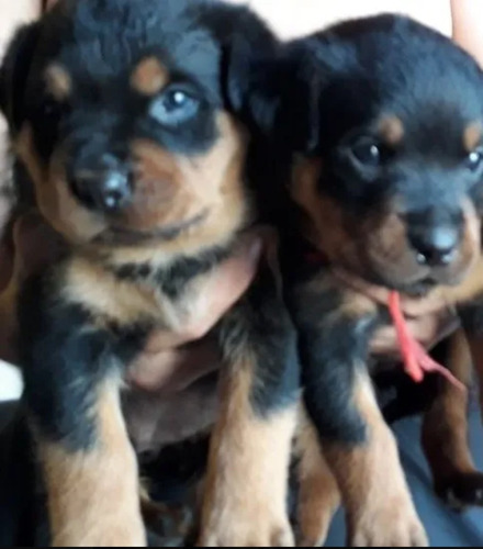 Rottweiler Cachorros