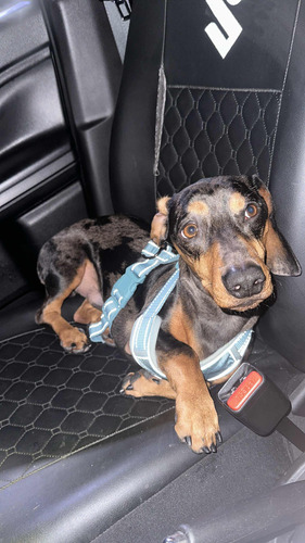 Perro Salchicha Para Monta