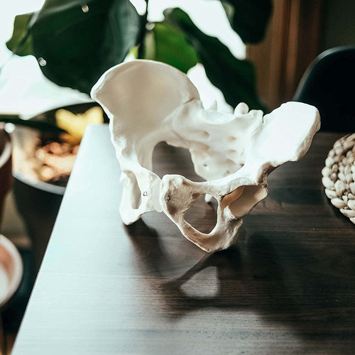 Modelo De Pelvis Femenina De Tamaño Natural, Modelo De Cader