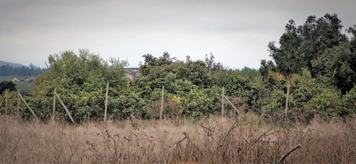 En Venta Parcela De 7.500 M2., En El Huape, Manzanar, Quillo