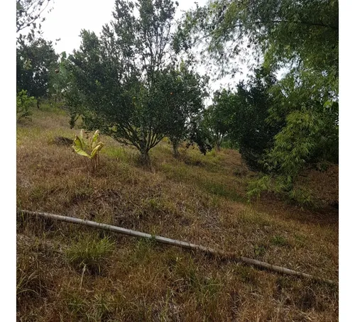 Vendo Finca Por El Trebol 7,5 Has (11,5 Cuadras) Chinchina
