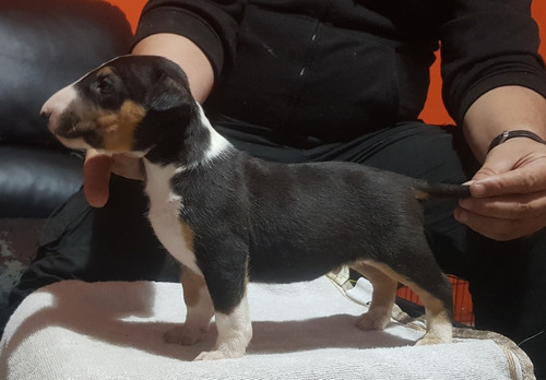 Cachorros Bull Terrier Con Excelente Pedigree