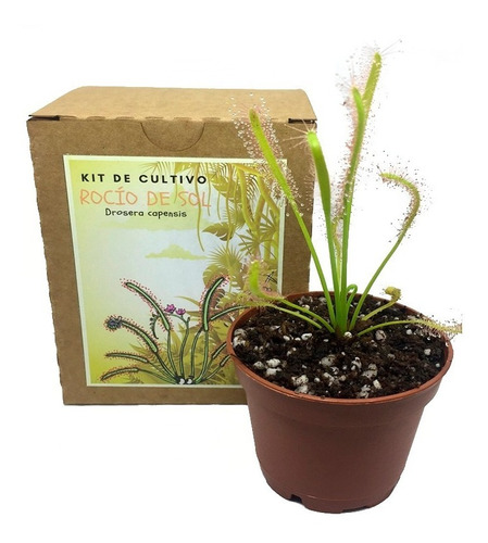 Kit Cultuivo Planta Carnivora Drosera