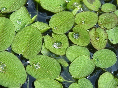 Acordeones De Agua (salvinia Auriculata)