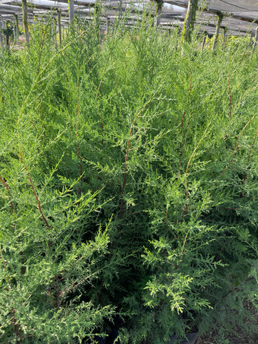 Cipres Macrocarpa En Cubo Y A Raíz Desnuda Envío A Regiones