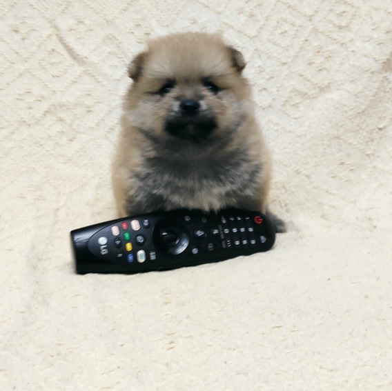 Lulu Da Pomerania Anao Preto Mercadolivre Com Br Lulu Da Pomerania Anao Preto Mercadolivre Com Br