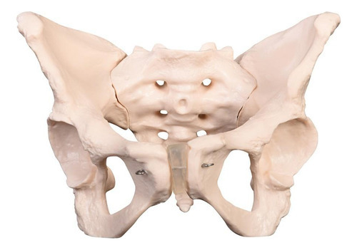 Pélvis Feminino Adulta - Esqueleto Pélvico Anatomia