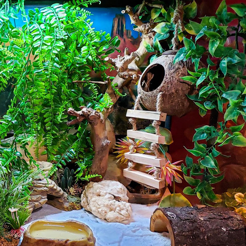 Habitat De Gecko Escalera De Coco Y Plantas Coloridas