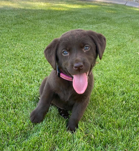 Labrador Beige Unicos Genetica Unica Criadero Chascomús