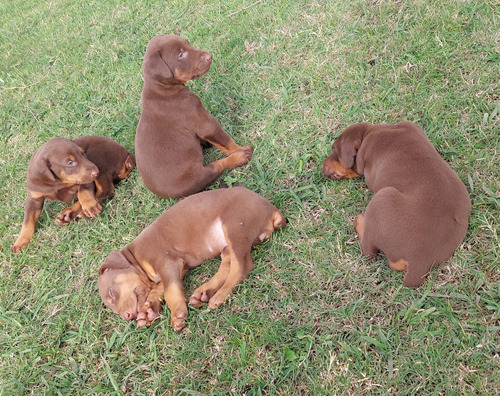 Cachorros Doberman Puros Vacunados 2da Publicación