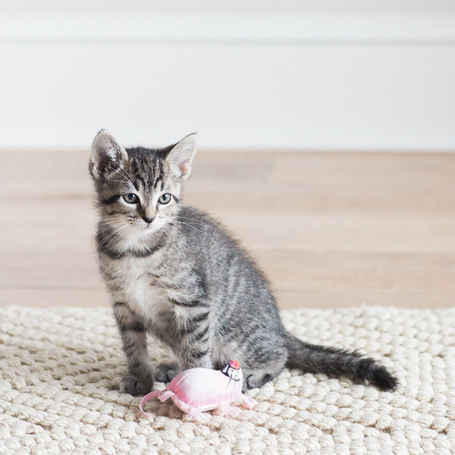 Imagem 4 de 4 de Brinquedo Interativo P/ Gato Fat Cat Eeeks! Marrom