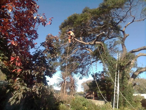 Poda De Árboles Presupuesto Sin Cargo 