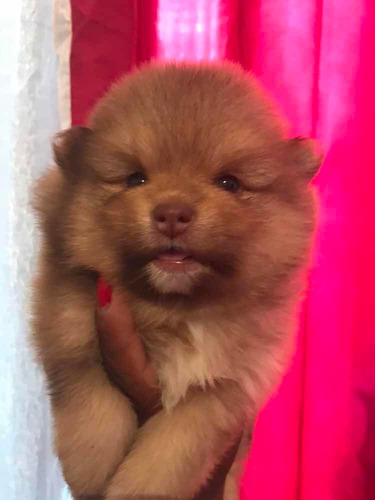 Filhote Lulu Pomerânia Macho Lindo