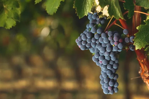 Uva Cabernet Sauvignon