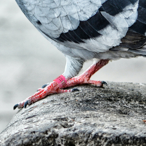 Anel De Identificação Ctr Ring Homing Pigeon Anel Para Perna