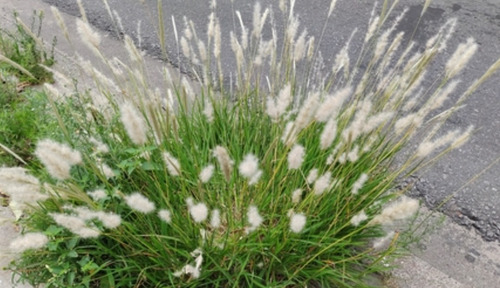 Bothriochloa Laguroides, Pasto Cola De Zorra, 30 Semillas,nv