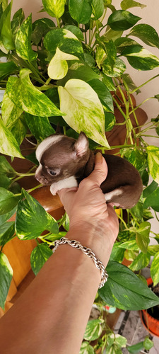 Chihuahuas Hembritas Mini . Chocolate . Papá Lilac Chocolate Cuello Blanco