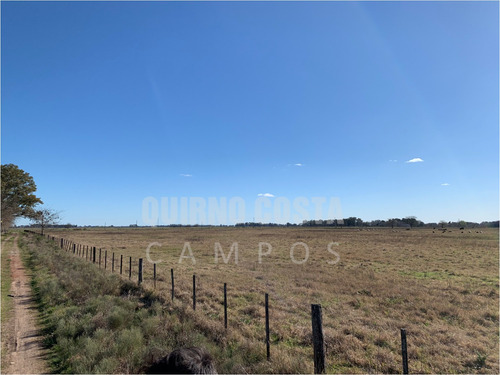 Imagen 5 de 13 de Campo Venta Las Heras Cabaña Producción Engorde Villars