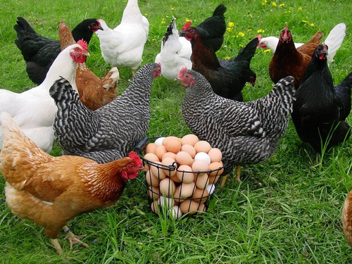 120 Ovos Um Mix De Raças Puras Variadas. Compre Agora!