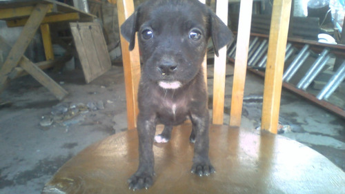 Vendo Cachorros Pit Bull 450 500