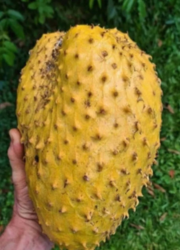 Guanabana Amarilla Australiana Golden Frutales Raros Exótica