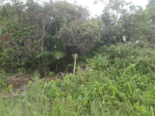 Imagem 4 de 4 de Terreno No Litoral Com 260 M², Em Itanhaém Ter032-pc