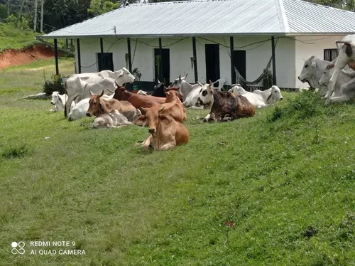Vendo Hermosa Finca En Ibague