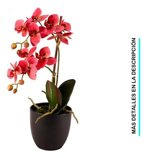 Anguloa Orquidea | MercadoLibre 📦