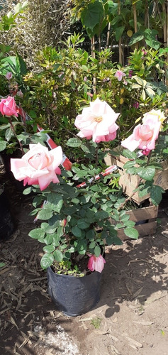 Rosa, Rosales, Rosales Perfumados 10lts