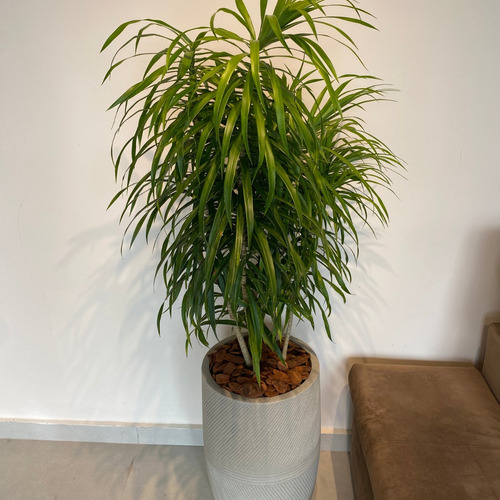 Vaso Argos 150x35 Cm Cor Cimento Com Pleomele Fita