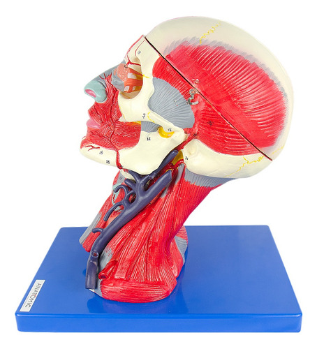 Anatomía de la cabeza humana en 10 partes con músculos cerebrales