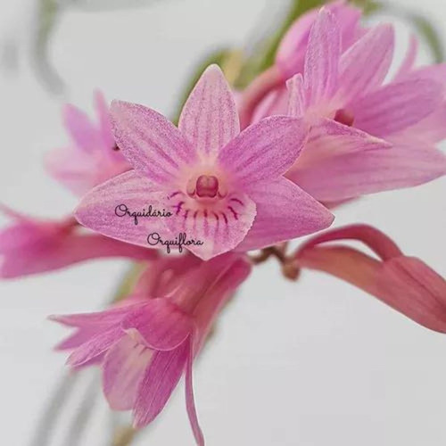 Orquídea Dendrobium Ramosii Planta Adulta Natural Exótica