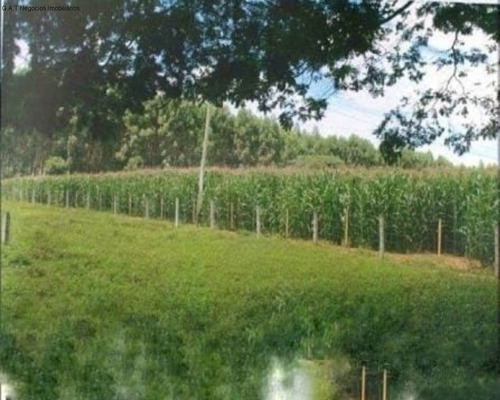 Imagem 4 de 27 de Fazenda À Venda - Espírito Santo Do Pinhal/sp - Fa00083 - 68533662