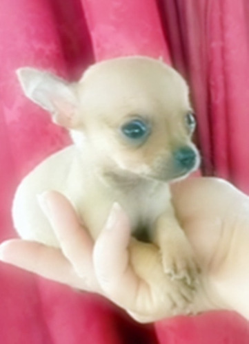 Imagen 2 de 9 de Chihuahua Divinos Cachorros Miniatura Puros