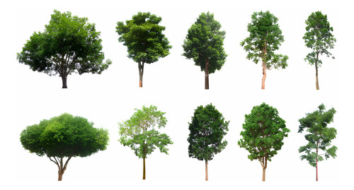 Arbol Cipres De La Cordillera Gratis A Rm No Envio A Region