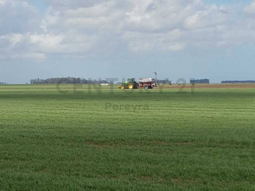 Imagen 3 de 9 de 66 Hectareas Agricolas -ganaderas, En Venta, Balcarce