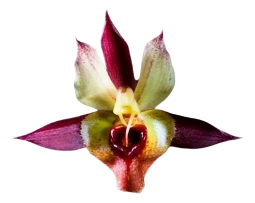 Orquídea Catasetum Matogrossense X Macrocarpum