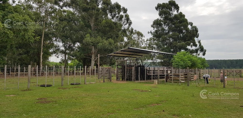 Imagen 9 de 14 de Se Vende Campo Foresto-ganadero De 1123 Ha En Paraje Galarza. Iberá. Corrientes