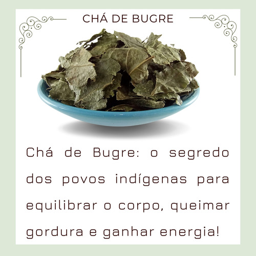Kit 20 Chás Bugre Legítimo Casearia Sylvestris