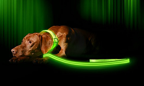 Correa Led Para Perros: Alta Visibilidad, Recargable Usb.