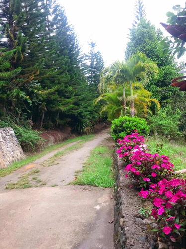 Imagen 10 de 14 de Hermosa Finca De Pino Y Otros Cosechó En San Jose De Ocoa
