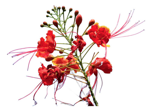 1 Árbol De Paraíso,tabachín | Reforestación,sequía,colibríes