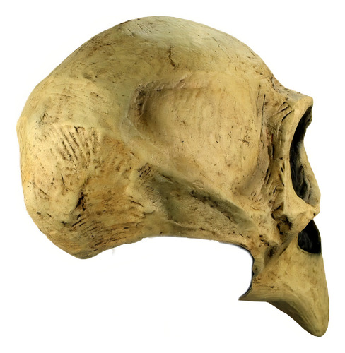 Máscara Cráneo Cuervo Crow Skull Ghoulish 26345