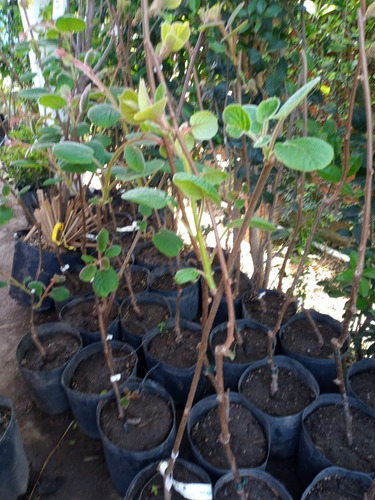 Imagen 4 de 10 de Arbol De Kiwi Macho O Hembra - Viv.hab.senasa - Ent.gratis