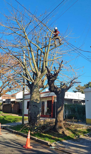 Imagen 3 de 10 de Poda De Arboles Tala Extracciones Palmera Whatsap 1528694955