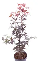 Comprar Acer Japonés Colorado ( Acer Japónicum  Bloodgood )