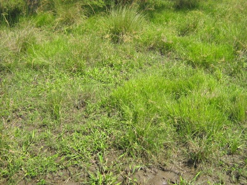 Campo De 2025 Has. Ganadero, Bajo De Precio, Oportunidad!
