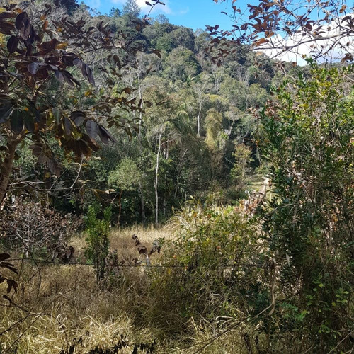 Imagem 8 de 14 de São Lourenço Da Serra/terreno C/riacho/gramado/ref: 05255