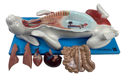 Anatomic Tzj-0607-Op Anatomia Do Coelho Com 9 Peças Em Placa